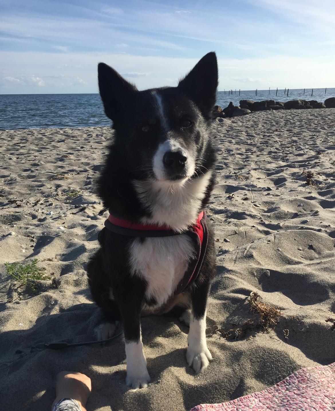 Karelsk bjørnehund Bianca Sonne  billede 12