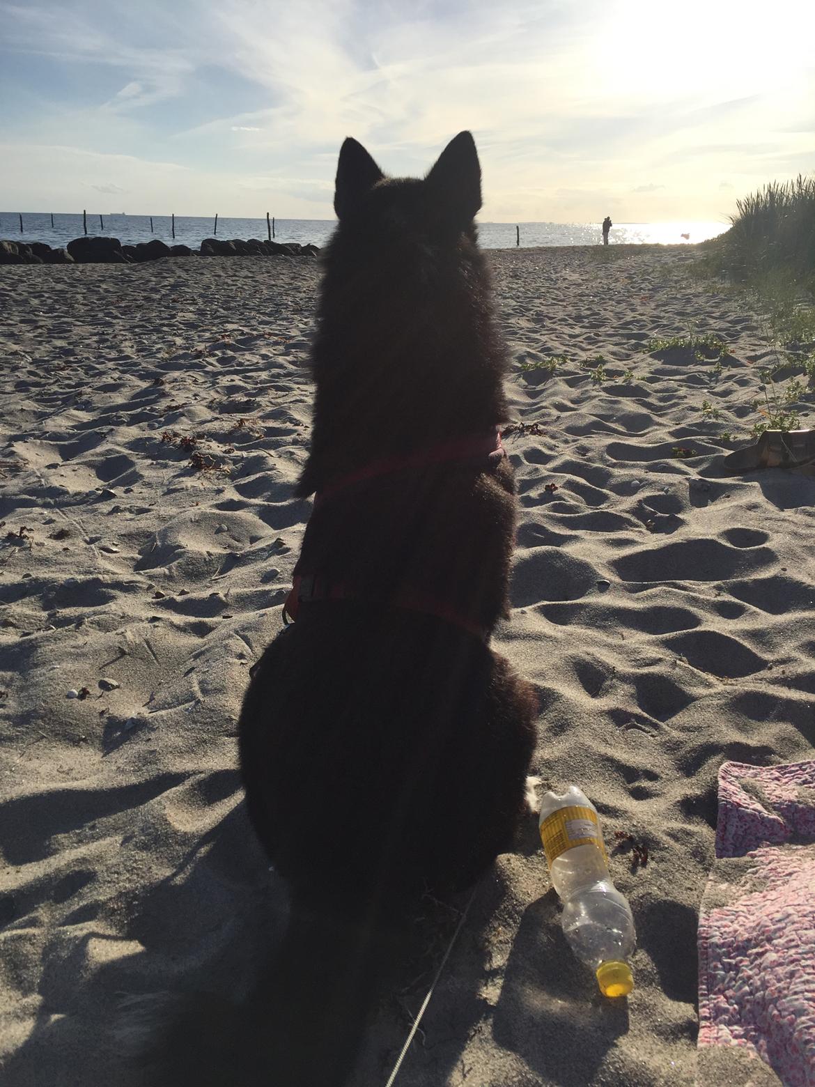 Karelsk bjørnehund Bianca Sonne  billede 13