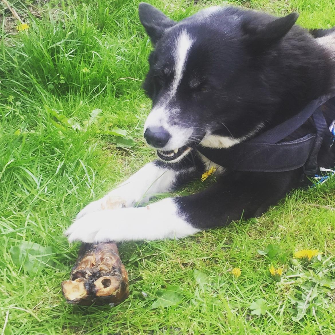 Karelsk bjørnehund Bianca Sonne  billede 14