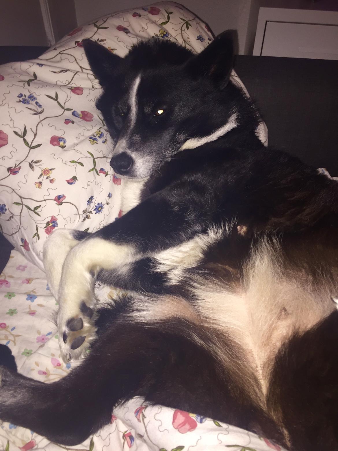 Karelsk bjørnehund Bianca Sonne  billede 15