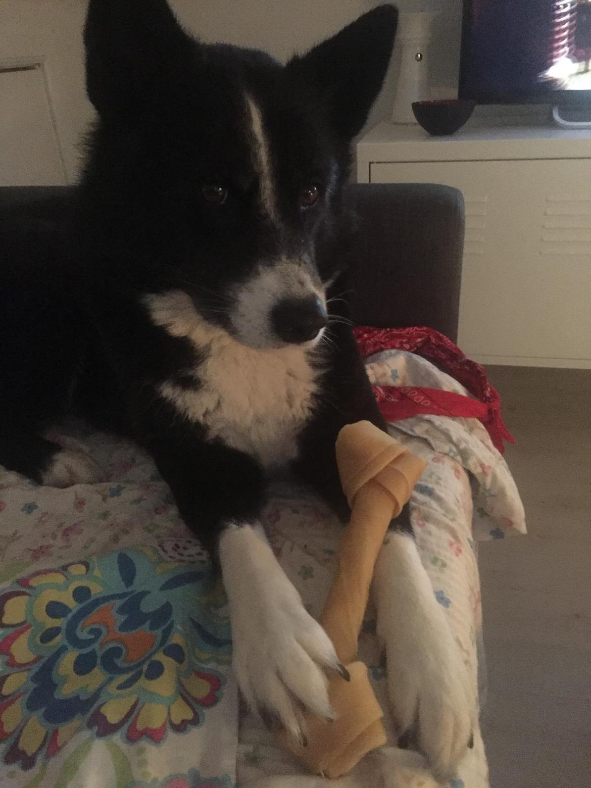 Karelsk bjørnehund Bianca Sonne  billede 16