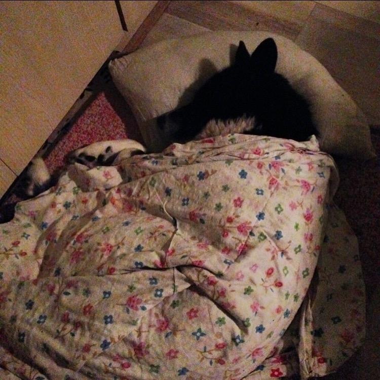 Karelsk bjørnehund Bianca Sonne  billede 17