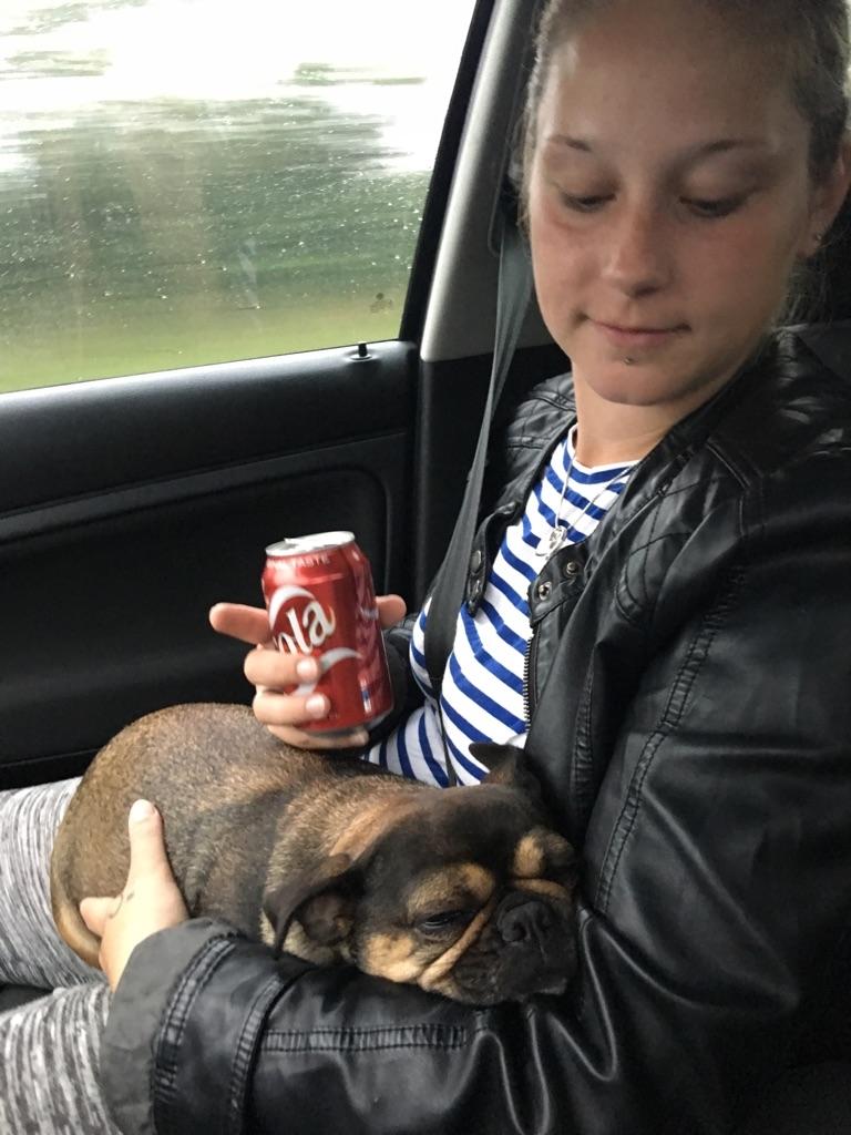 Blanding af racer Diva <3  - Sov hele turen hjem😊 lige hentet hende ❤ billede 1