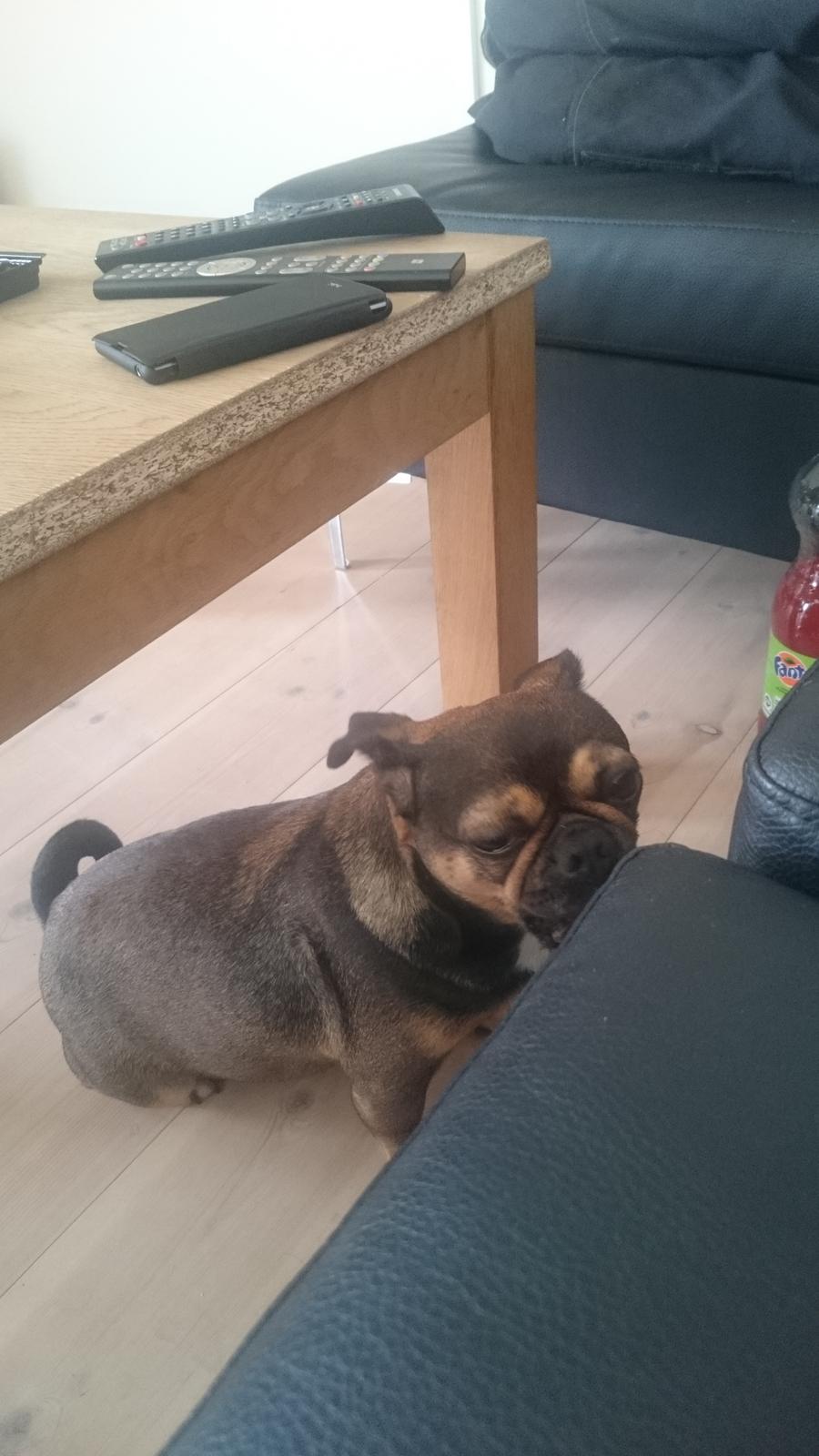 Blanding af racer Diva <3  billede 6