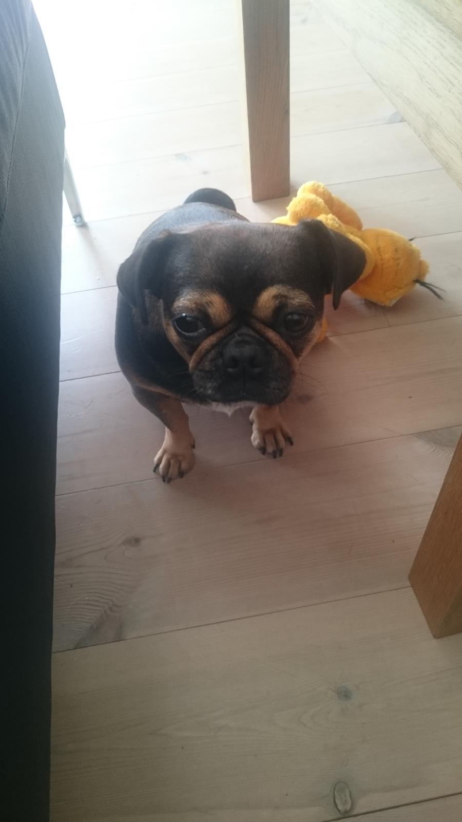 Blanding af racer Diva <3  billede 8