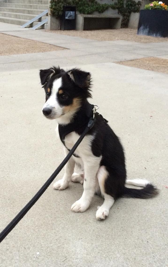 Blanding af racer Dexter billede 1