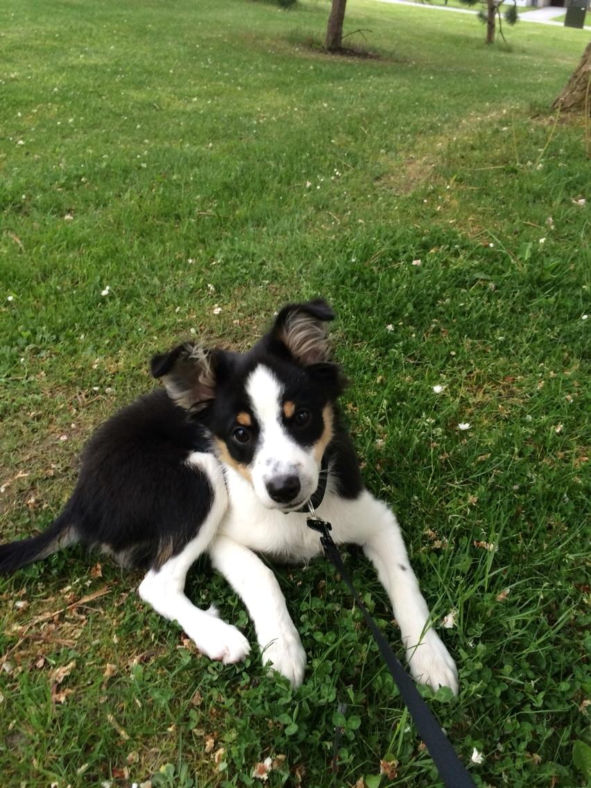 Blanding af racer Dexter billede 2