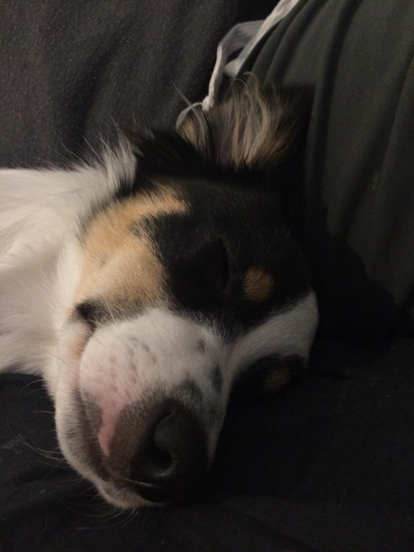 Blanding af racer Dexter billede 4