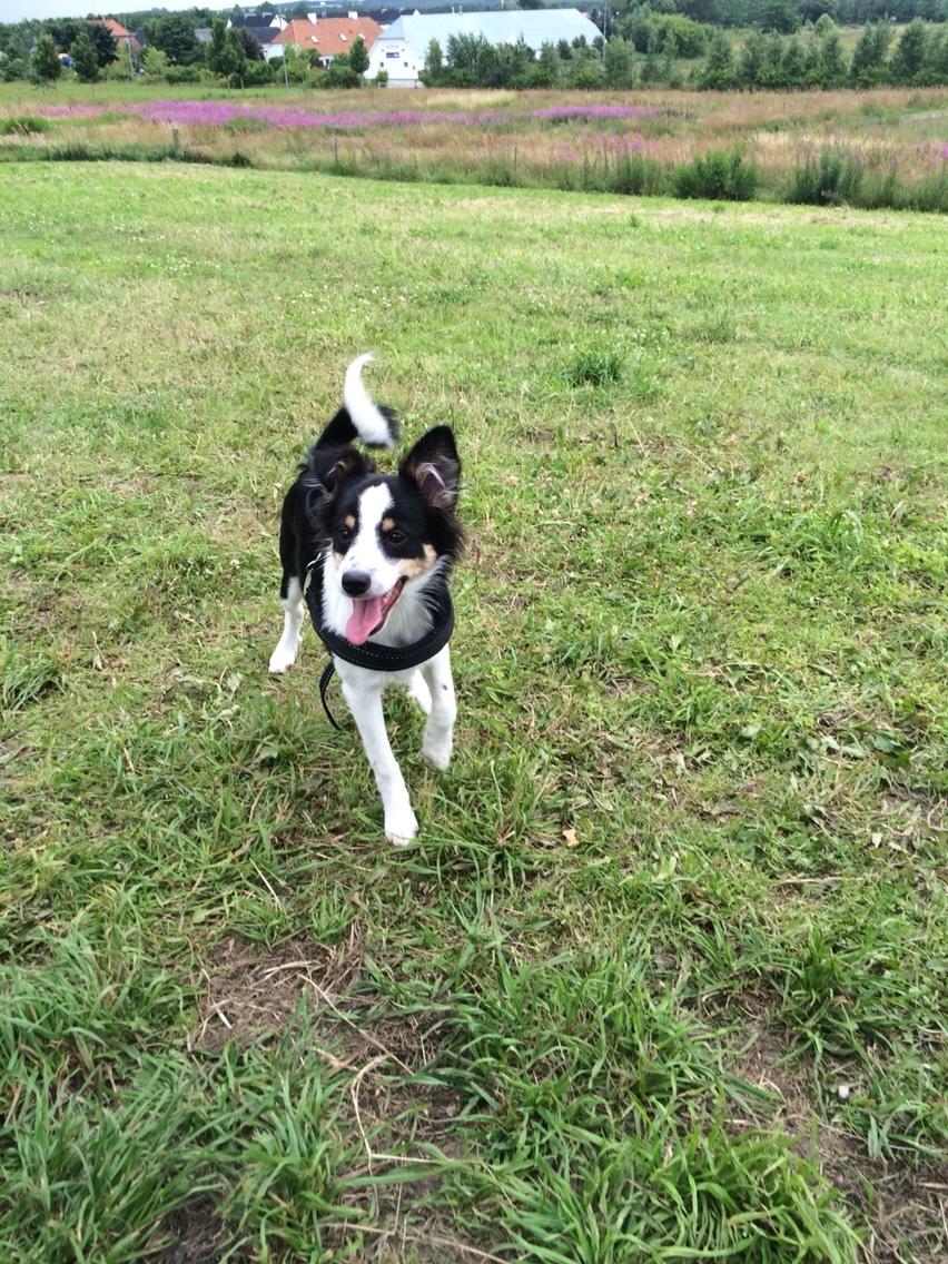 Blanding af racer Dexter billede 3