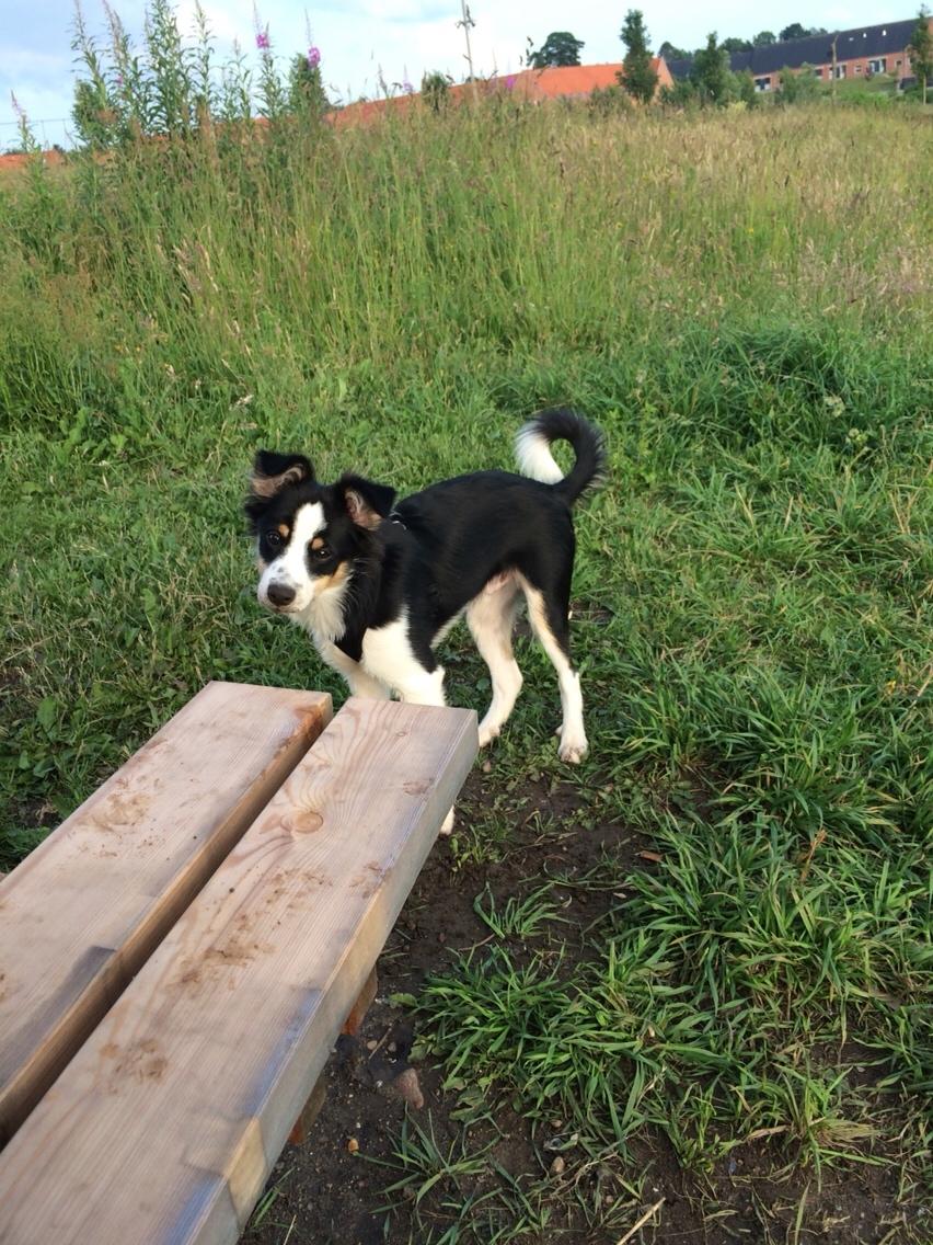 Blanding af racer Dexter billede 5