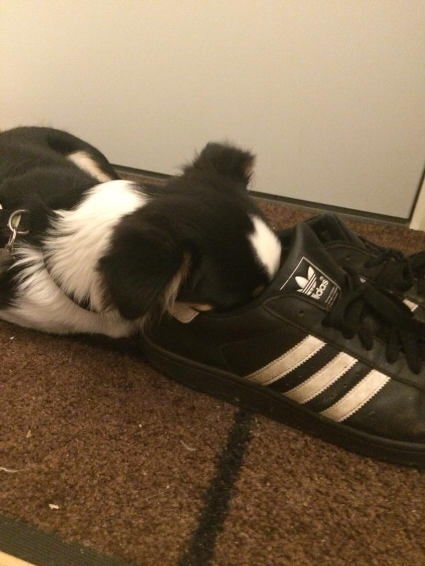 Blanding af racer Dexter billede 6