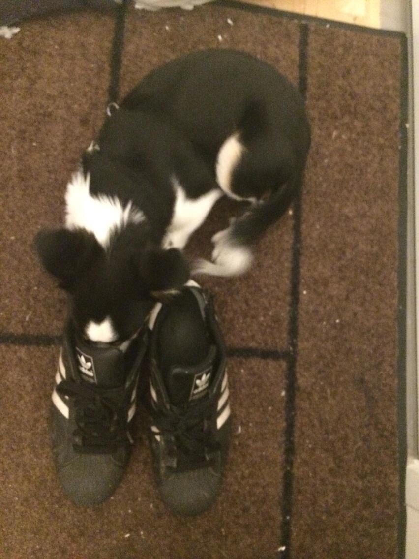 Blanding af racer Dexter billede 7