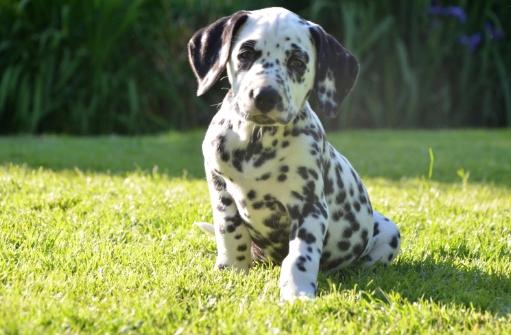 Dalmatiner Frihedens Tiara (Lucca) - Copyright: Frihedens billede 1