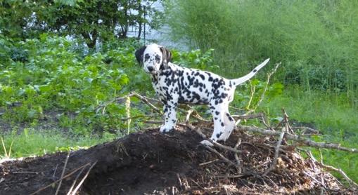 Dalmatiner Frihedens Tiara (Lucca) - Copyright: Frihedens billede 4