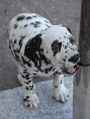 Dalmatiner Frihedens Tiara (Lucca) - Copyright: Frihedens billede 12