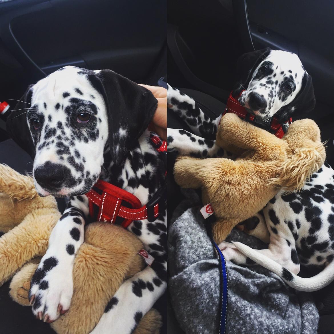 Dalmatiner Frihedens Tiara (Lucca) billede 13