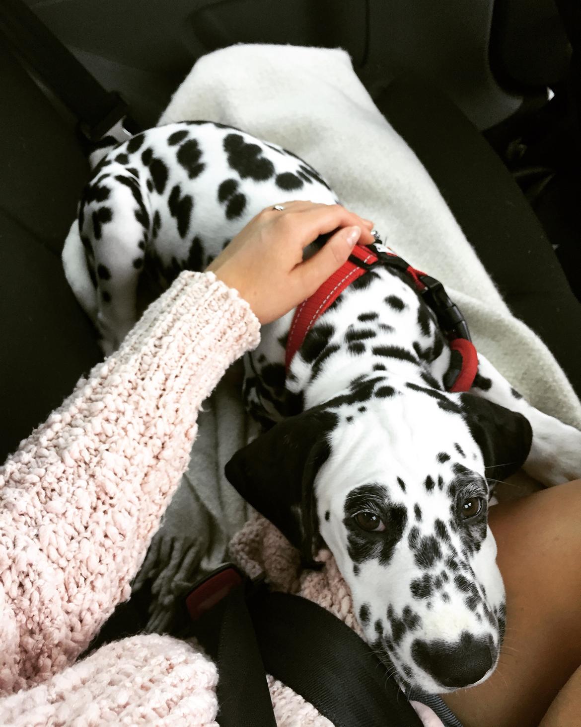 Dalmatiner Frihedens Tiara (Lucca) billede 8