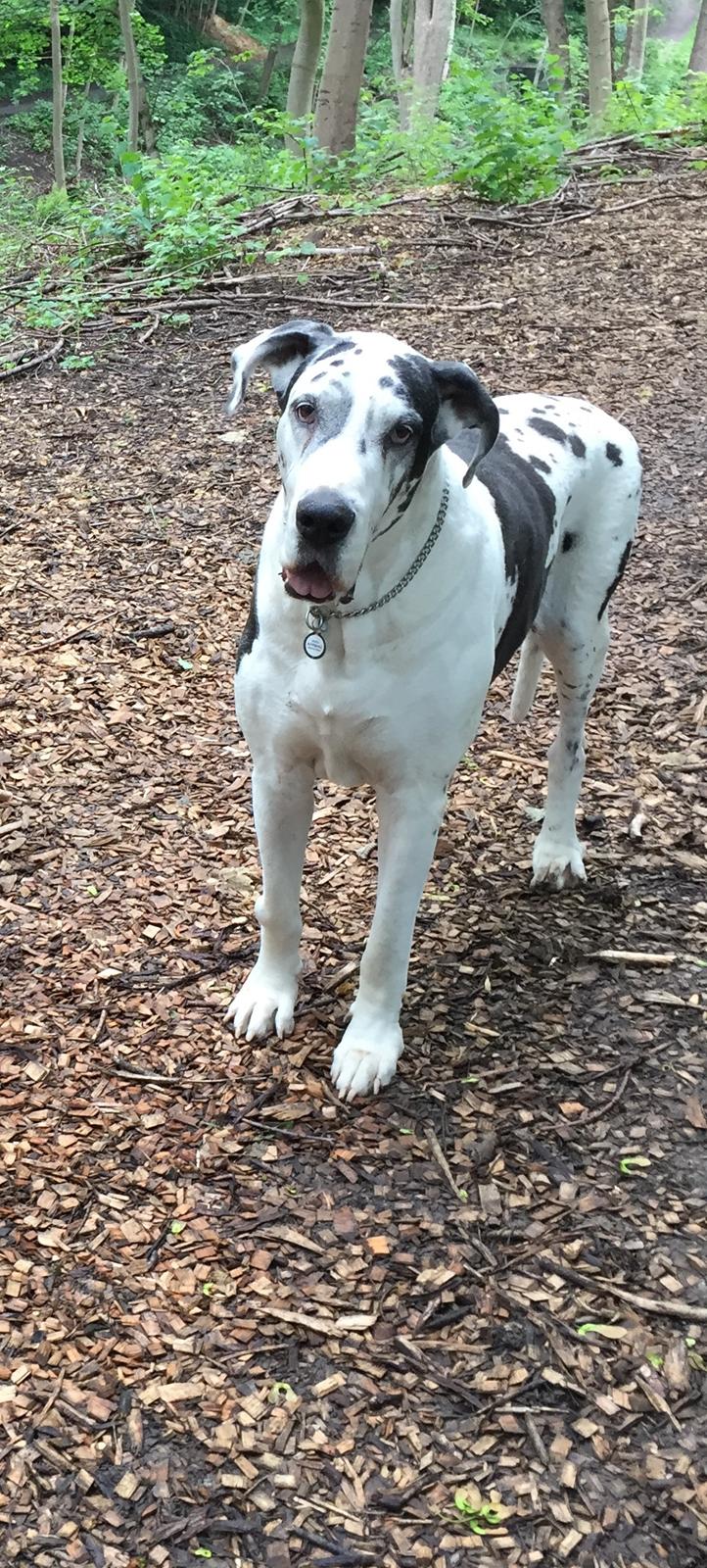 Grand danois Horsebjerg Athena (Himmelhund)  - Athena i skoven på sin 11 års fødselsdag billede 1