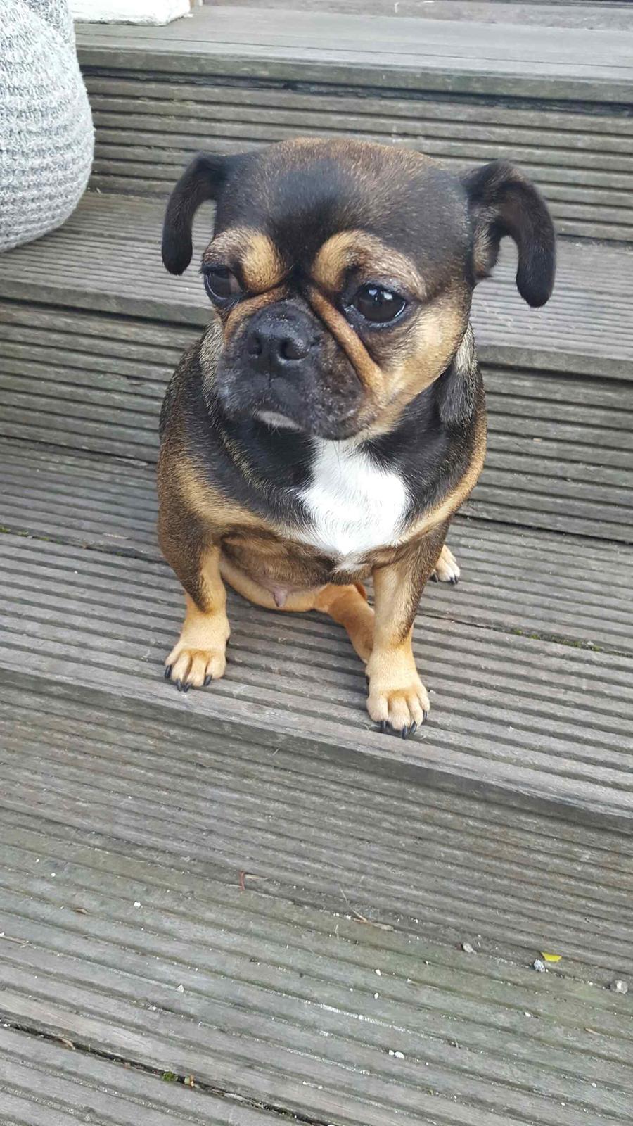 Blanding af racer Diva <3  billede 9