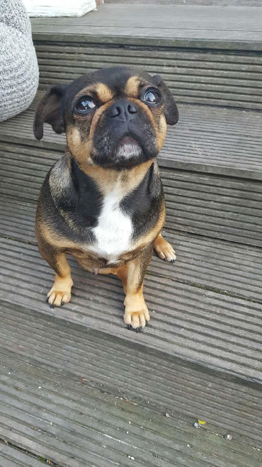 Blanding af racer Diva <3  billede 10