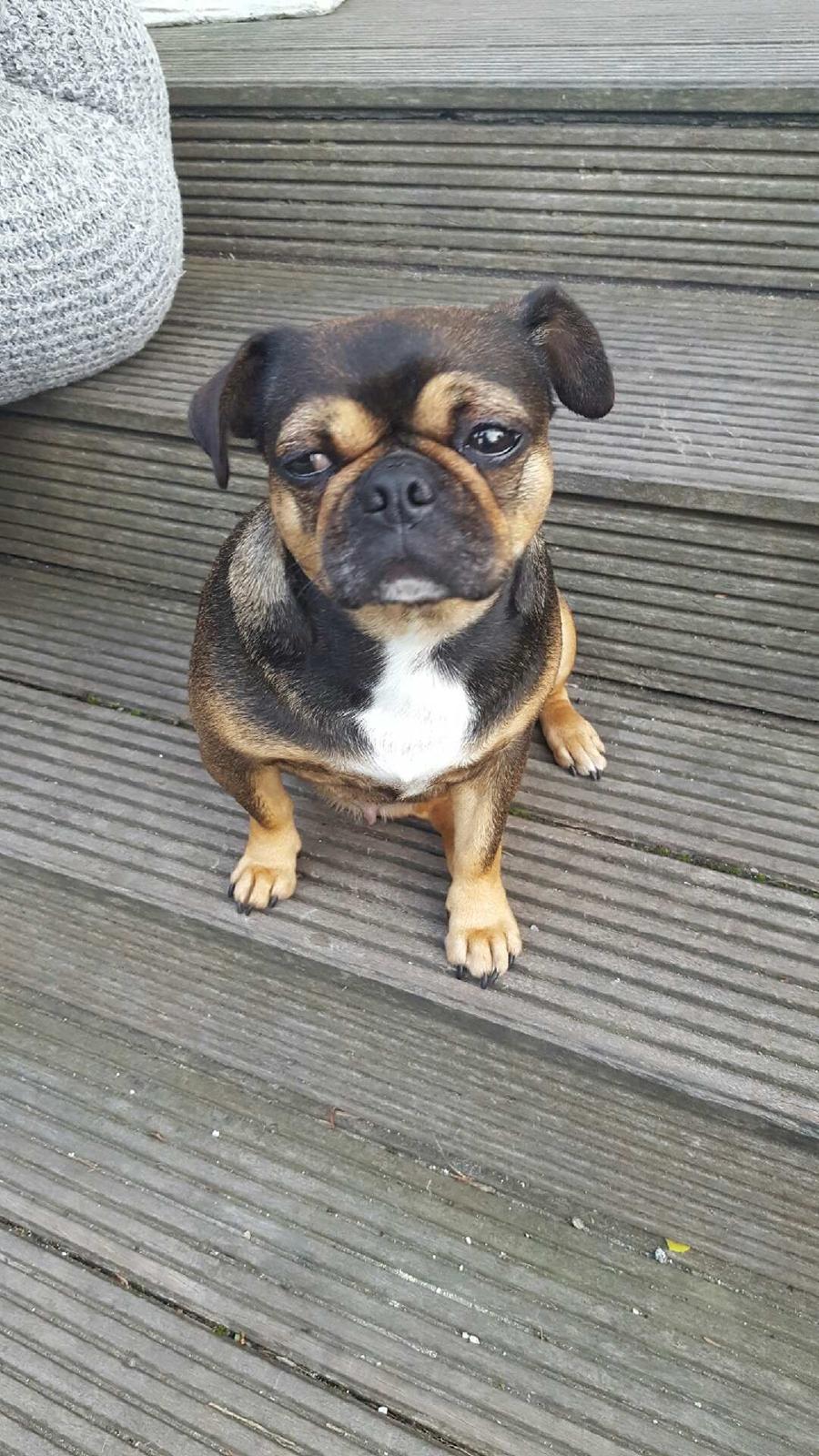 Blanding af racer Diva <3  billede 13