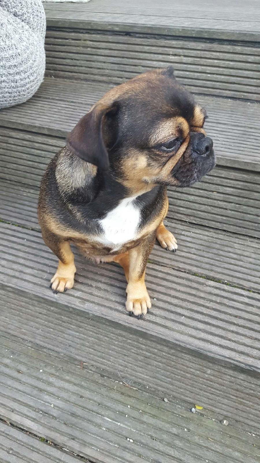 Blanding af racer Diva <3  billede 11