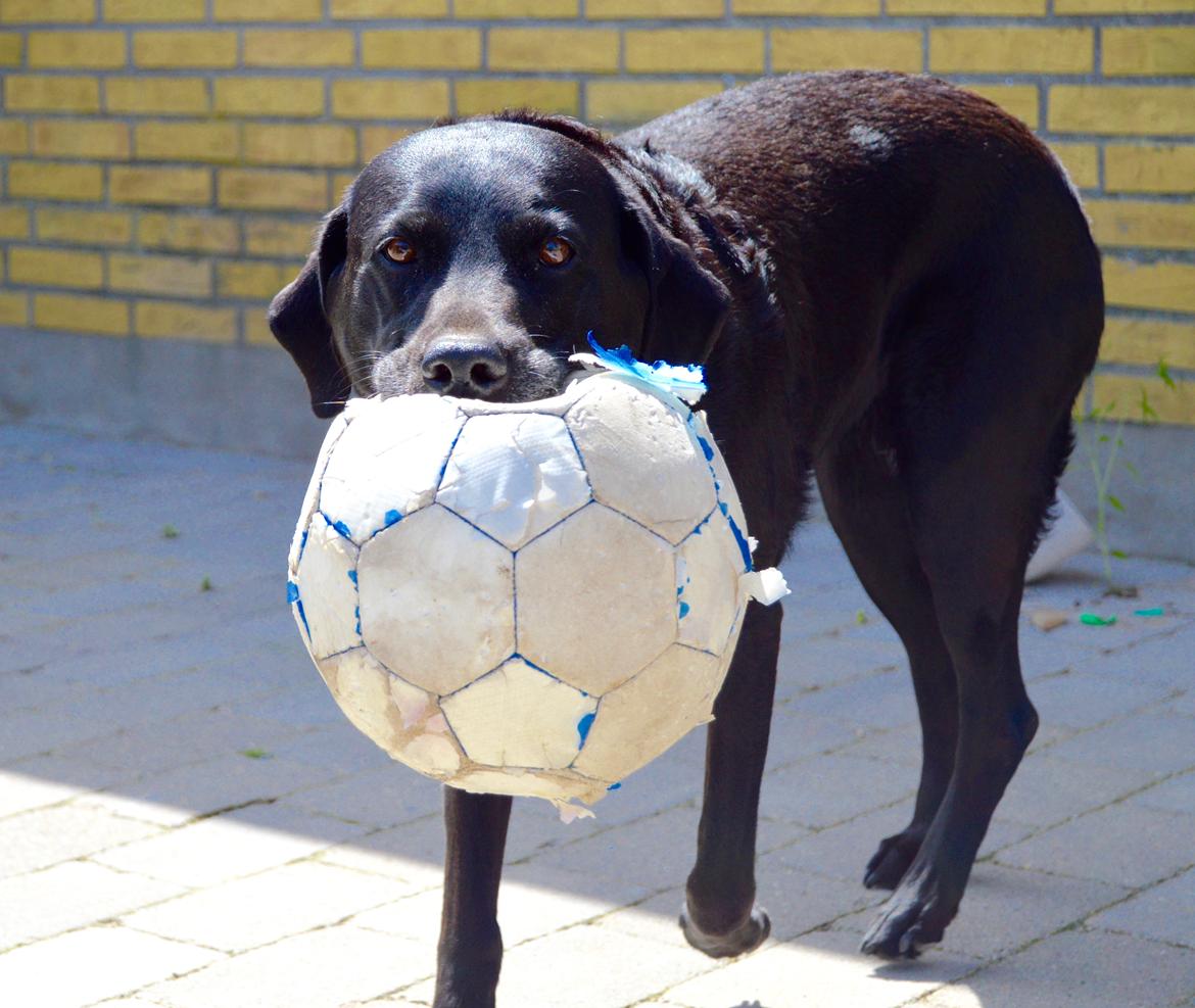 Labrador retriever  |Sally billede 11