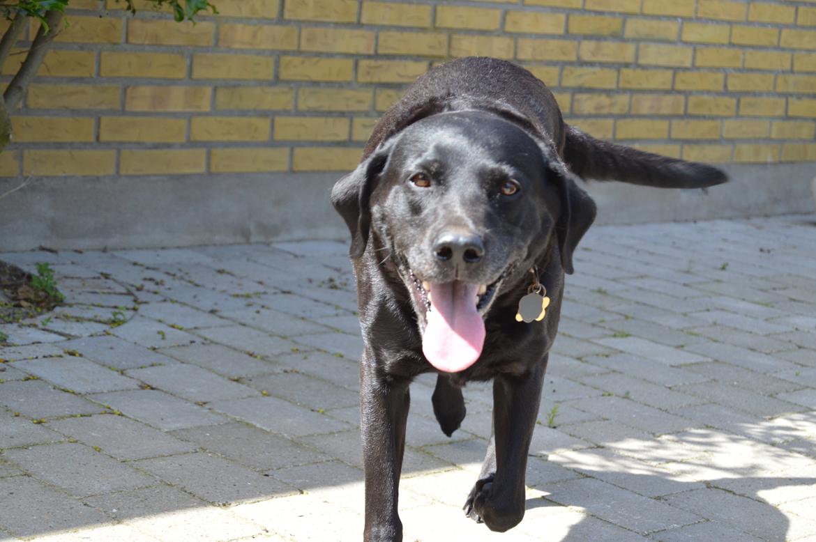 Labrador retriever  |Sally billede 7