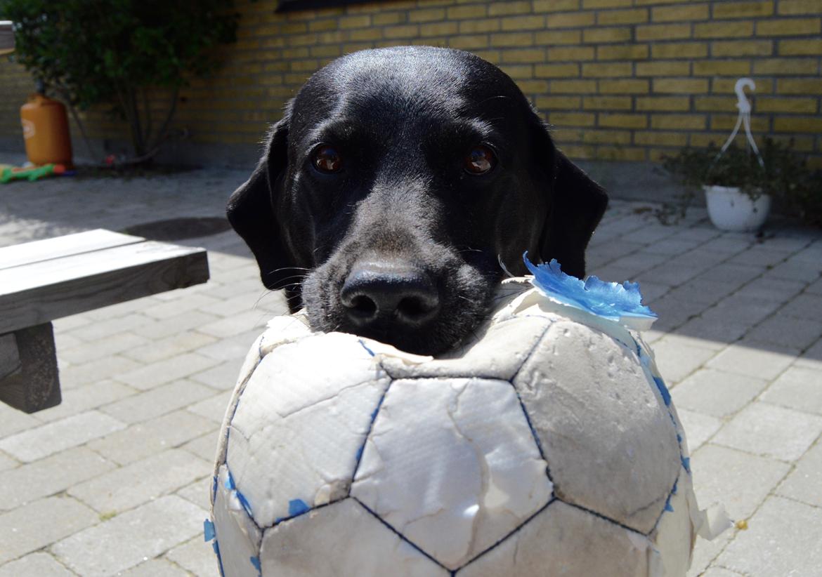 Labrador retriever  |Sally billede 8