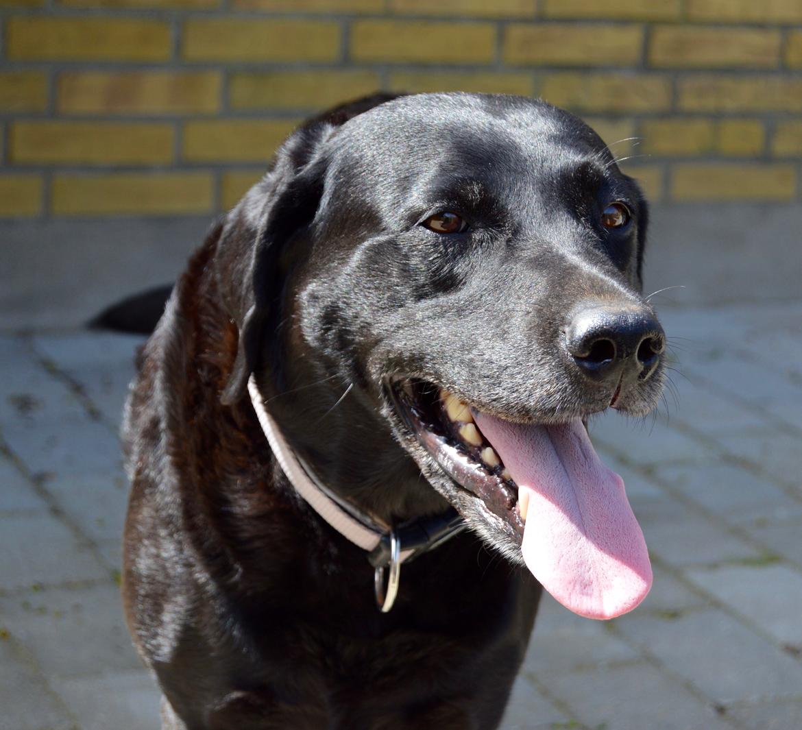 Labrador retriever  |Sally billede 3