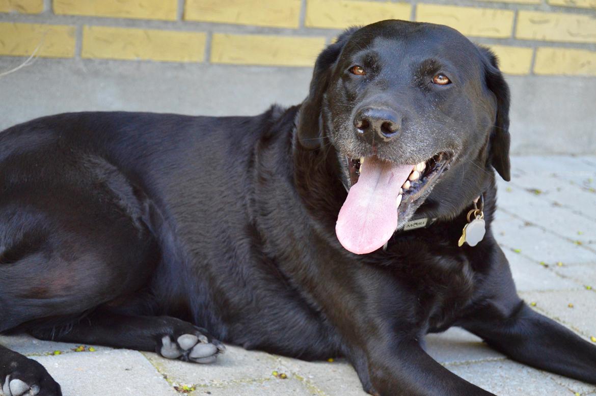 Labrador retriever  |Sally billede 4