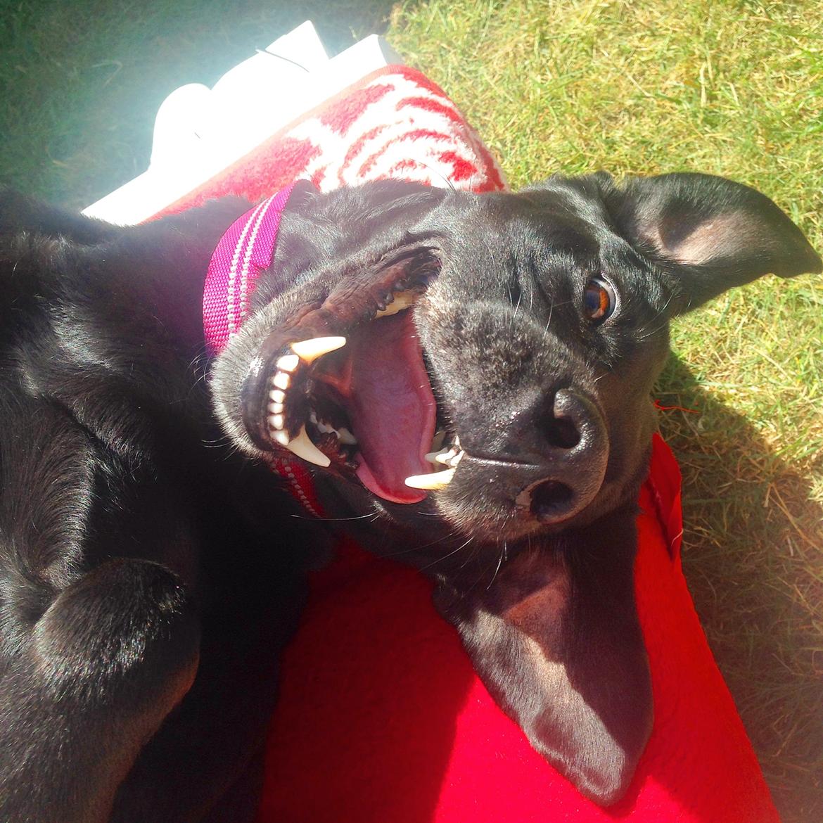 Labrador retriever  |Sally billede 1