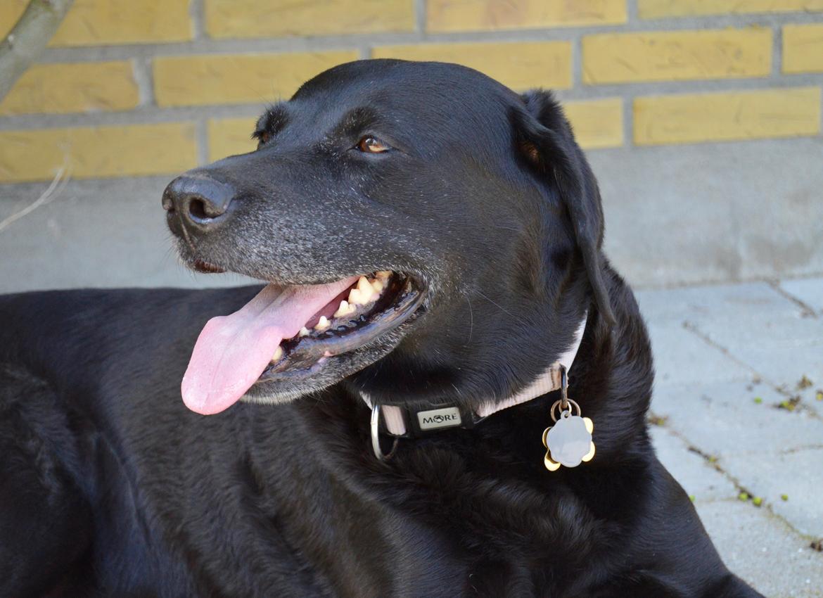 Labrador retriever  |Sally billede 5