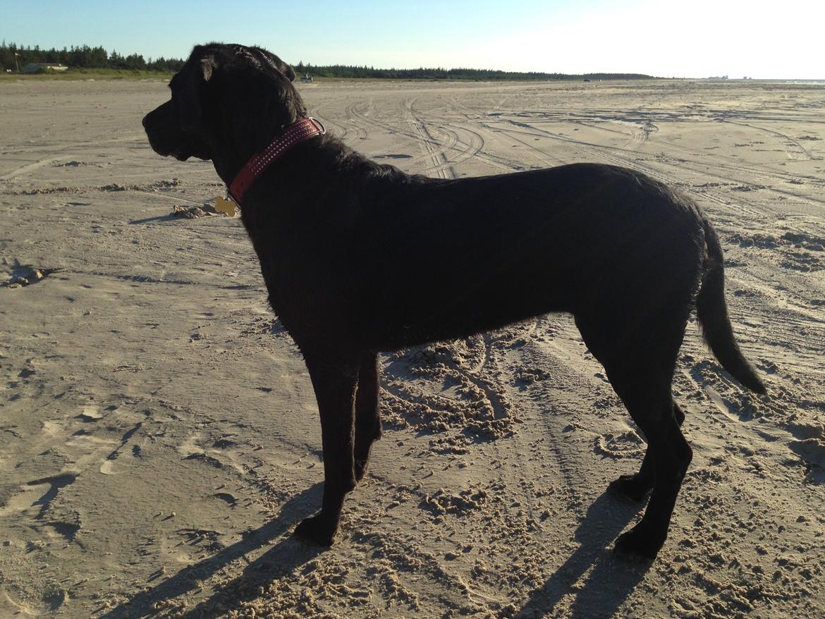 Labrador retriever  |Sally billede 6