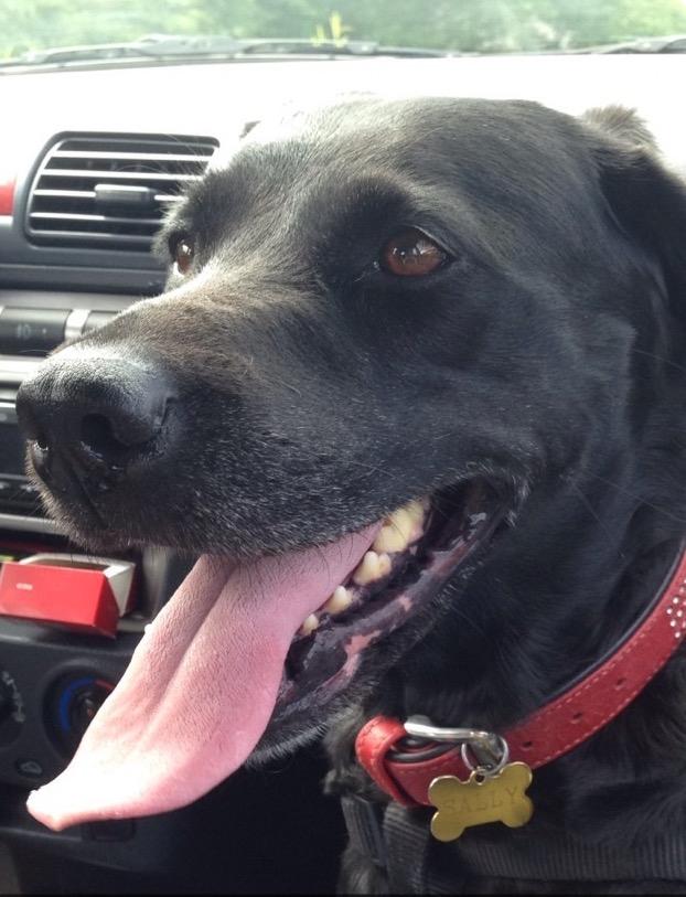 Labrador retriever  |Sally billede 12