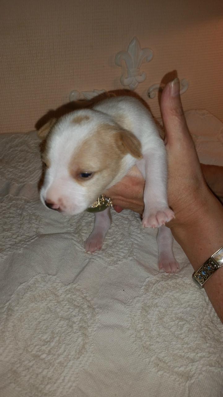 Rat Terrier Solgaards Buddy billede 36