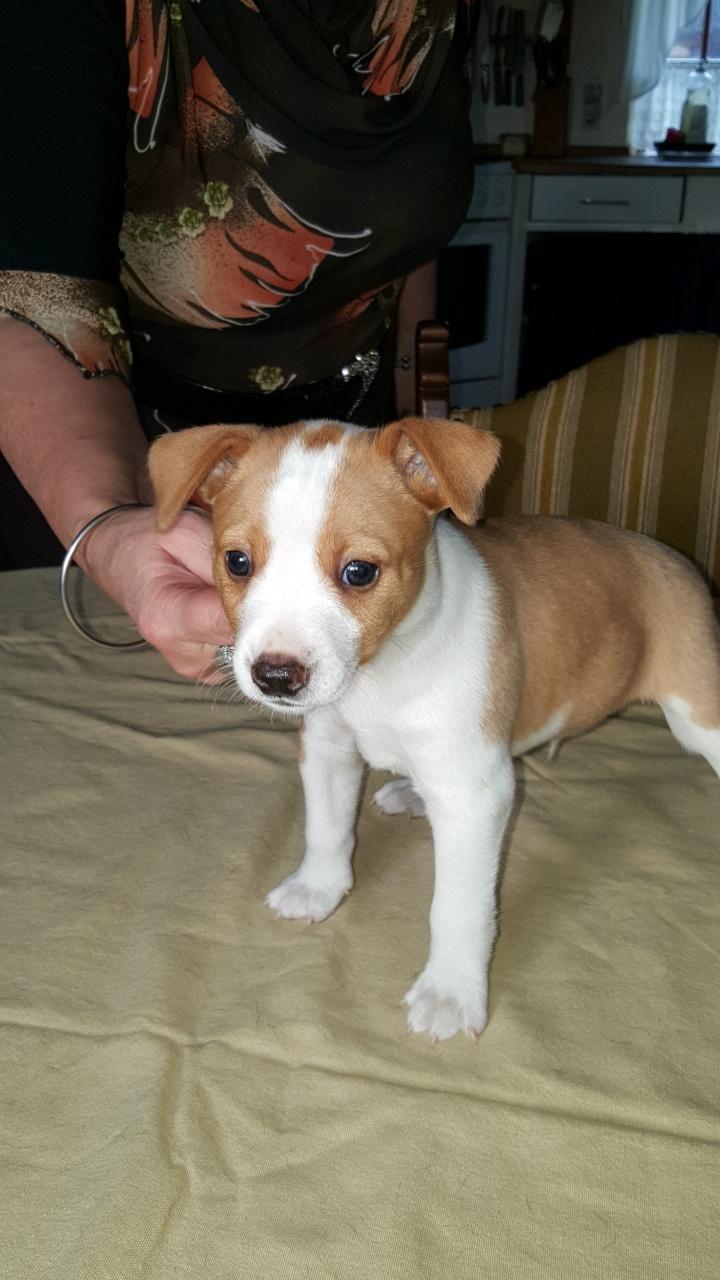 Rat Terrier Solgaards Buddy billede 33