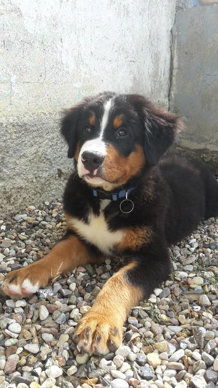 Berner sennenhund Dumle billede 2