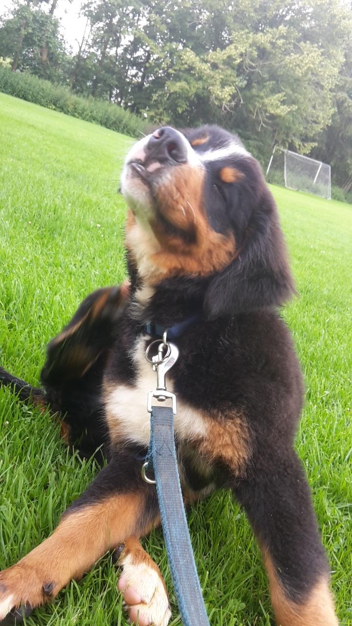 Berner sennenhund Dumle - åhh ja lige der 😄 billede 5