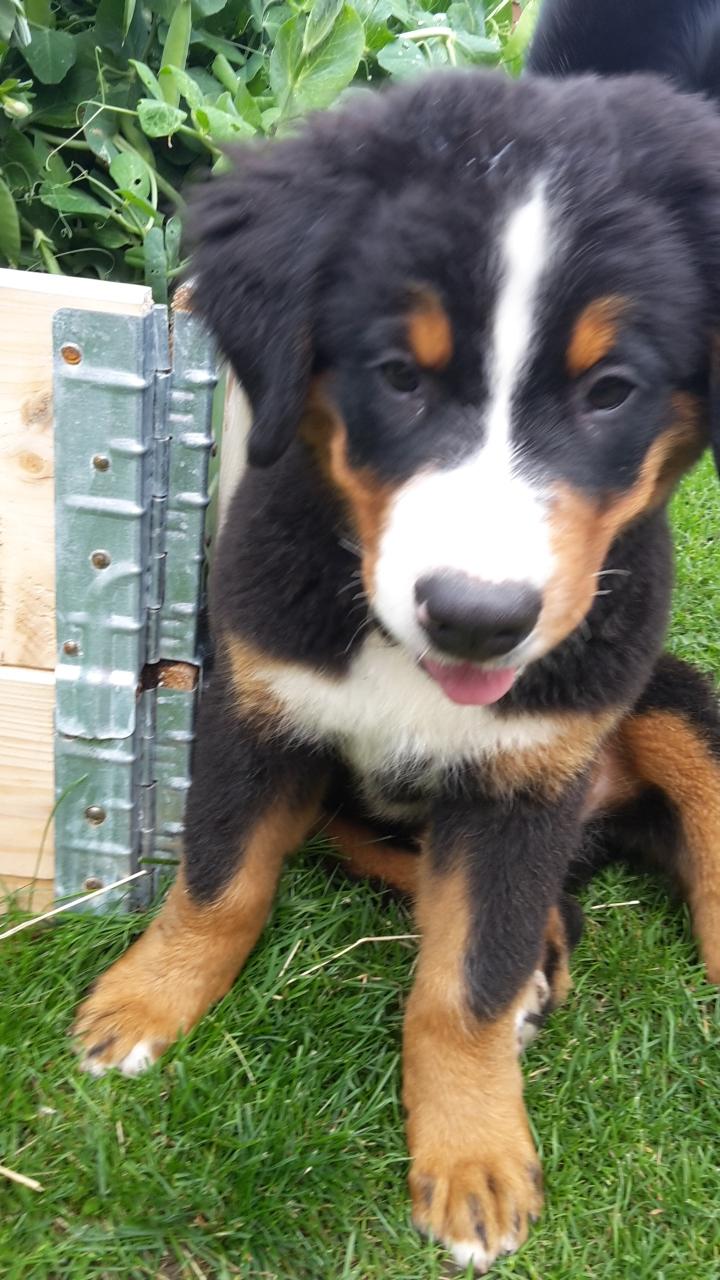 Berner sennenhund Dumle - Lige kommet hjem  billede 6