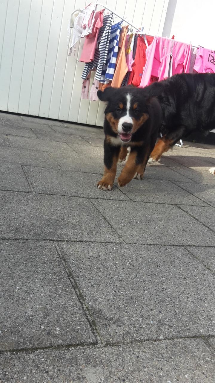 Berner sennenhund Dumle - Lige kommet hjem billede 9