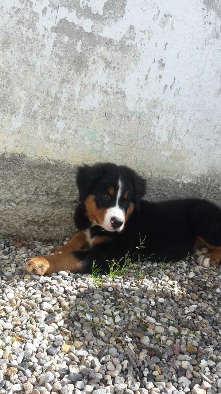 Berner sennenhund Dumle billede 3