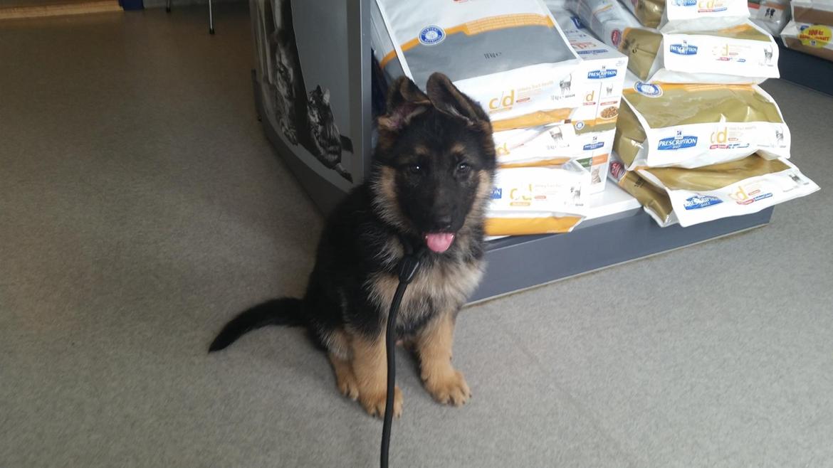 Schæferhund Enzo - 8 uger gammel :-) billede 13