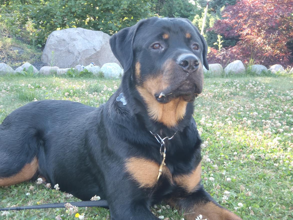 Rottweiler Rotte *Himmelhund* billede 1