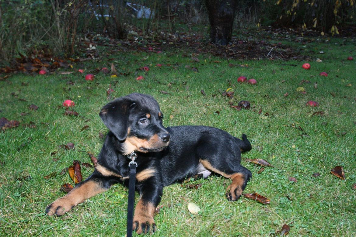 Rottweiler Rotte *Himmelhund* billede 2