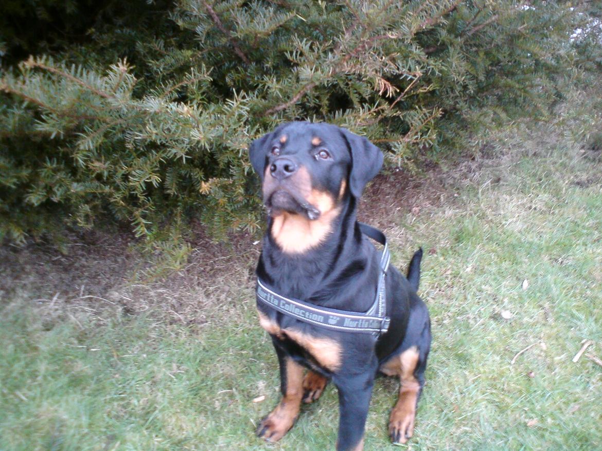 Rottweiler Rotte *Himmelhund* billede 3