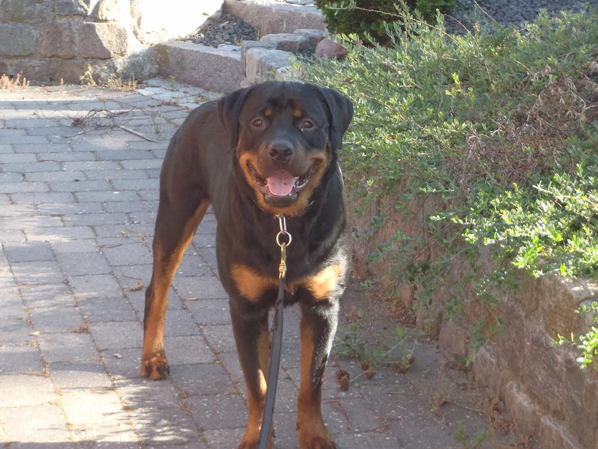 Rottweiler Rotte *Himmelhund* billede 5