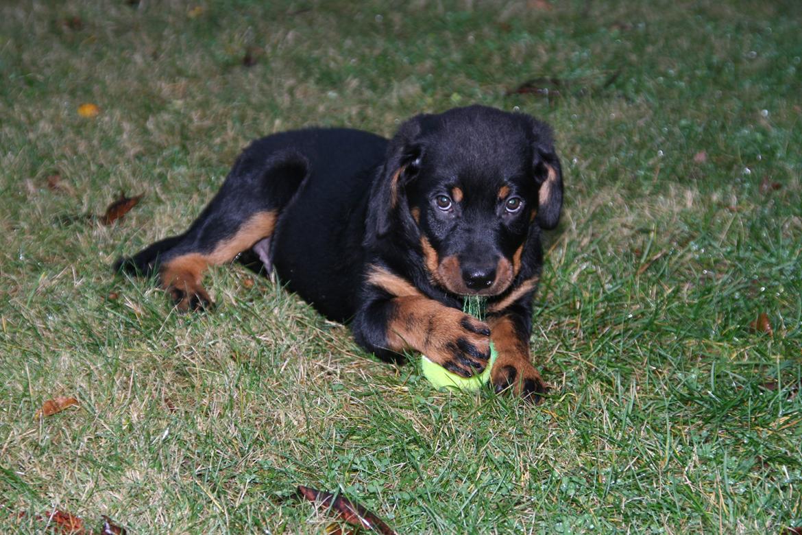 Rottweiler Rotte *Himmelhund* billede 4