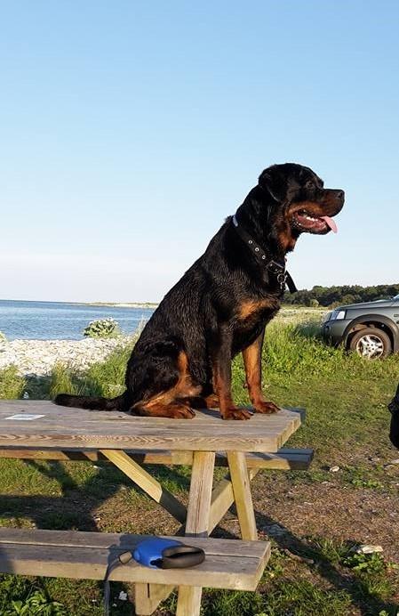 Rottweiler Hedegårds Xander billede 23