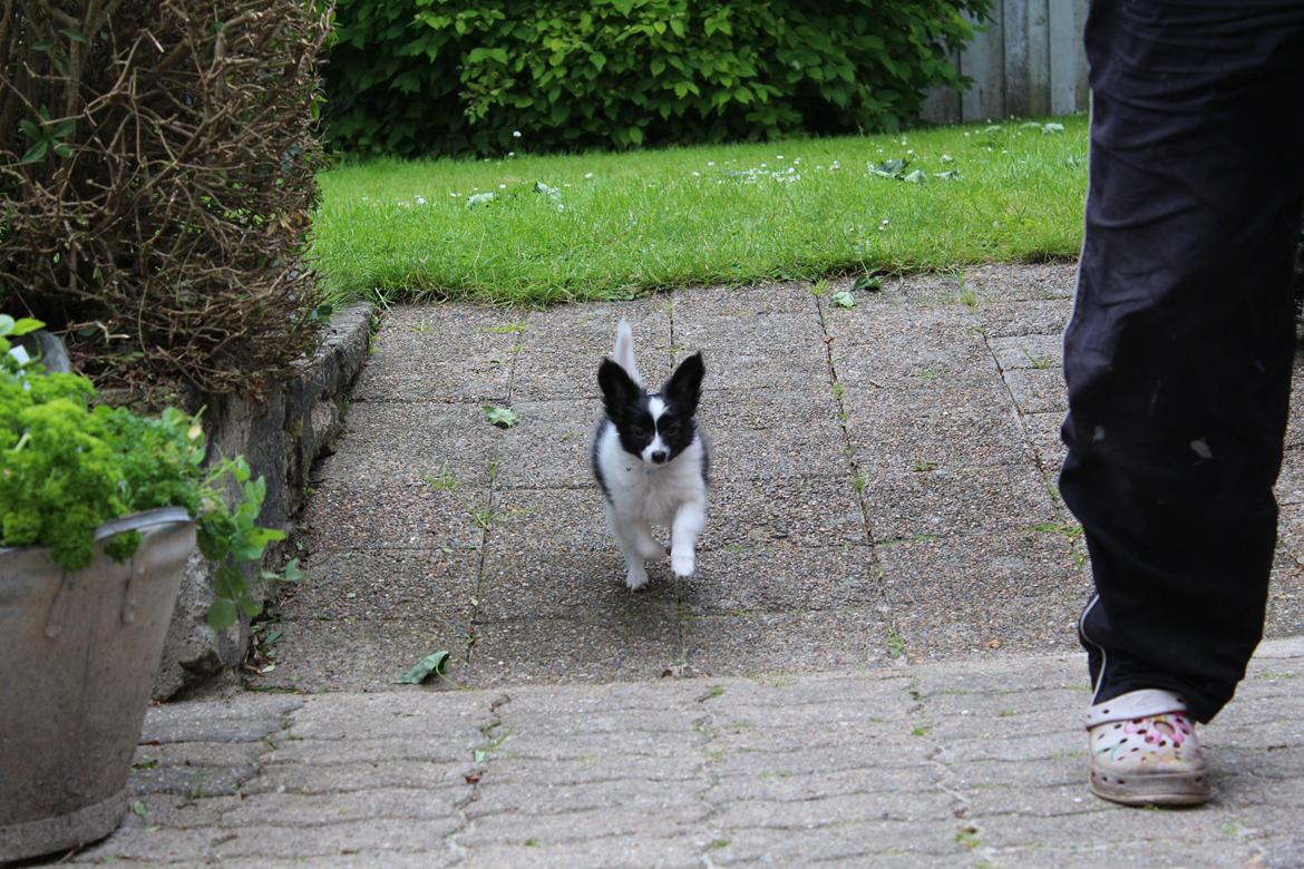 Papillon Gizmo billede 4